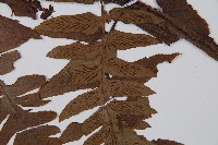 楔羽短腸蕨藏品圖，第4張