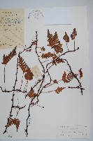 陰石蕨藏品圖，第1張