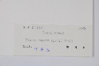 陰石蕨藏品圖，第2張