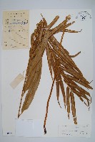 全緣鳳尾蕨藏品圖，第1張