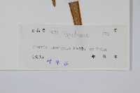 全緣鳳尾蕨藏品圖，第2張