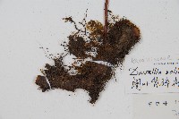 闊葉骨碎補藏品圖，第3張