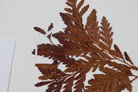 闊葉骨碎補藏品圖，第5張