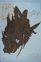 日本狗脊蕨藏品圖，第1張