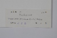 日本狗脊蕨藏品圖，第2張