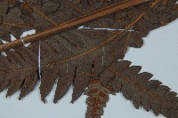 日本狗脊蕨藏品圖，第3張