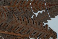 日本狗脊蕨藏品圖，第4張