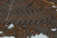 日本狗脊蕨藏品圖，第5張