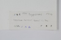 槲蕨藏品圖，第2張