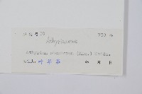 倉田氏蹄蓋蕨藏品圖，第2張