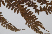 倉田氏蹄蓋蕨藏品圖，第3張