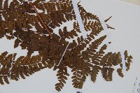 倉田氏蹄蓋蕨藏品圖，第4張