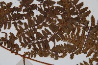 倉田氏蹄蓋蕨藏品圖，第5張