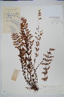 細葉碎米蕨藏品圖，第1張