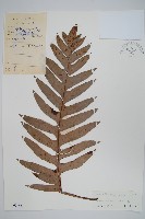 槲蕨藏品圖，第1張