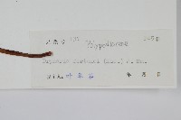 槲蕨藏品圖，第2張