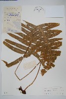 友水龍骨藏品圖，第1張