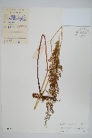 日本金粉蕨藏品圖，第1張