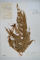 弧脈鳳尾蕨藏品圖，第1張