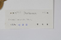 弧脈鳳尾蕨藏品圖，第2張