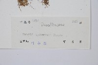 圓蓋陰石蕨藏品圖，第2張