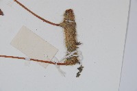 圓蓋陰石蕨藏品圖，第3張