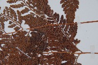 圓蓋陰石蕨藏品圖，第4張