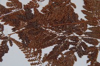 圓蓋陰石蕨藏品圖，第5張