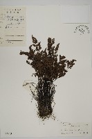 旱蕨藏品圖，第1張