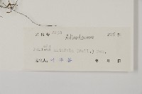 旱蕨藏品圖，第2張