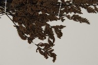 旱蕨藏品圖，第3張