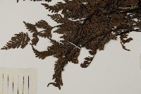 旱蕨藏品圖，第4張