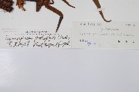 黑桫蕨藏品圖，第2張