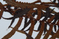 黑桫蕨藏品圖，第4張