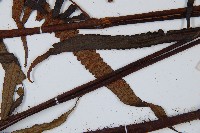 黑桫蕨藏品圖，第5張