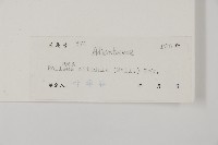 旱蕨藏品圖，第2張