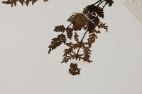 旱蕨藏品圖，第4張