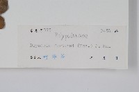 槲蕨藏品圖，第2張