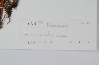 多羽鳳尾蕨藏品圖，第2張