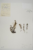 西北鐵角蕨藏品圖，第1張