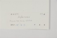 西北鐵角蕨藏品圖，第2張