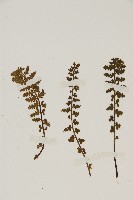 西北鐵角蕨藏品圖，第3張