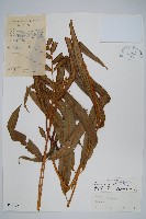 闊葉鳳尾蕨藏品圖，第1張