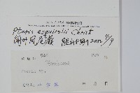 闊葉鳳尾蕨藏品圖，第2張