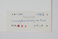 抱樹蕨、伏石蕨藏品圖，第2張