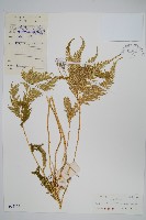 全緣卷柏藏品圖，第1張