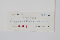 全緣卷柏藏品圖，第2張