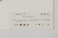 粉葉蕨藏品圖，第2張