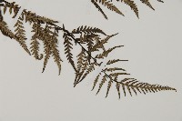 粉葉蕨藏品圖，第3張