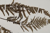 粉葉蕨藏品圖，第4張